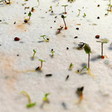 Carte à planter merci Maîtresse