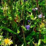 Carte à planter merci Maîtresse